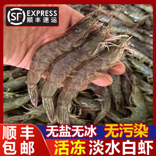 淡水白虾水库大虾无盐净重无冰河虾湖水虾清水虾鲜活速冻对虾
