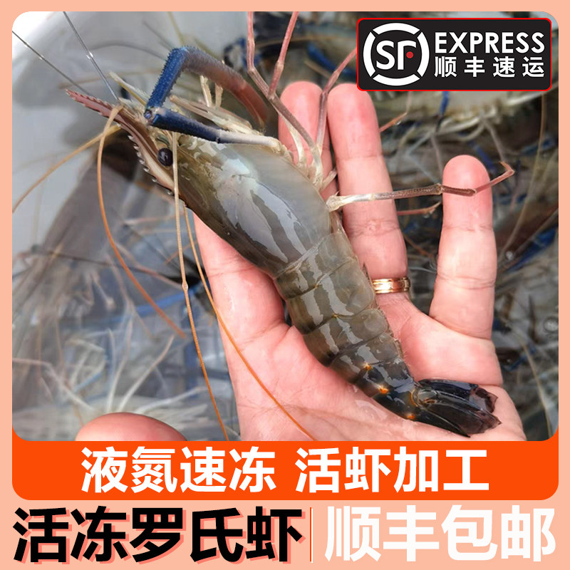 活冻罗氏虾沼虾无冰淡水大头虾河虾泰国虾金钱虾无泡药顺丰包邮