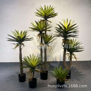 仿真凤尾丝兰龙舌兰龙血树盆景假树植物叶子塑料盆栽假装饰凤尾丝