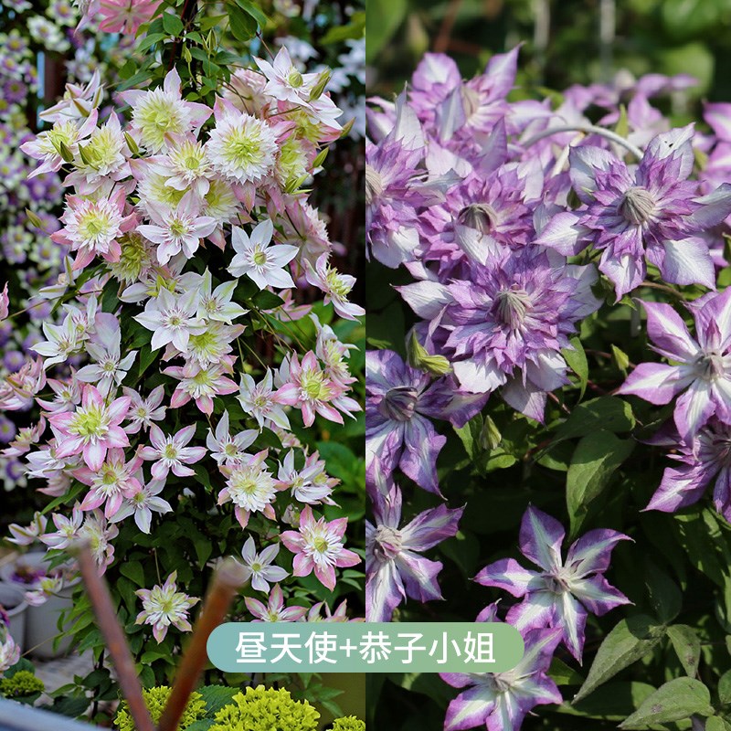 天狼铁线莲组合庭院花园攀援爬藤拱门观赏性耐寒U植物花卉盆栽苗