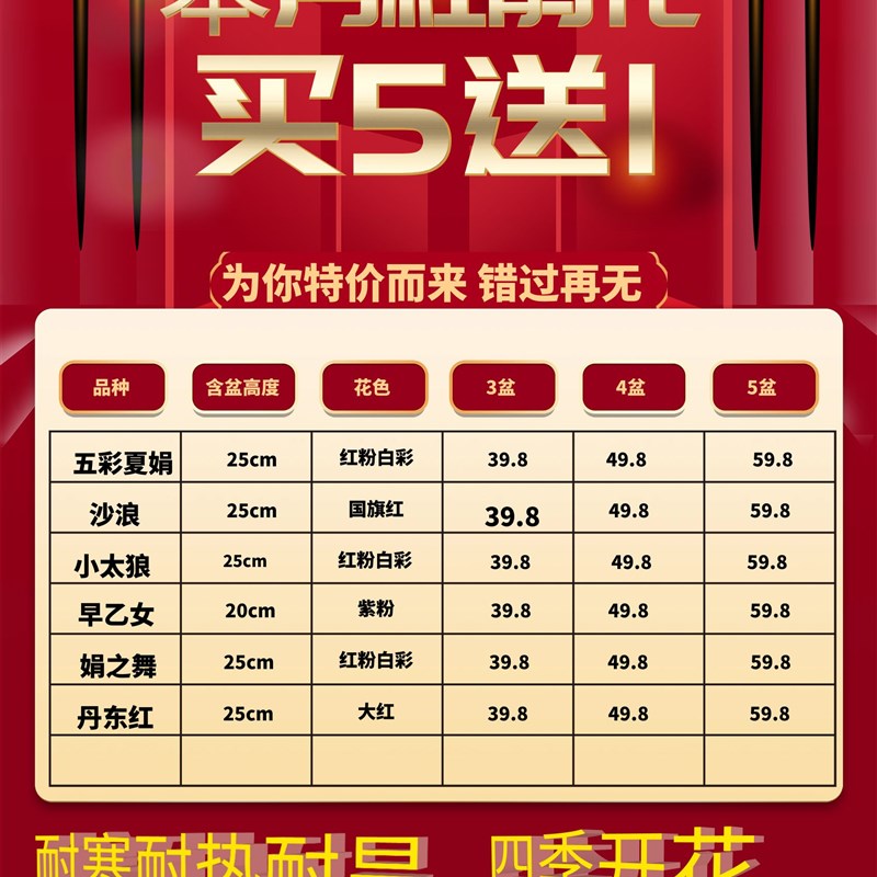 皋月杜鹃花耐寒耐热盆栽娟之舞一树多色I耐旱四季开花植物好活桌