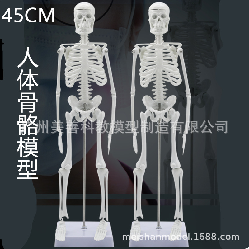 45CM 人体骨骼模型 可活动 教学模型 有支架 骨架模型 骷髅骨标本