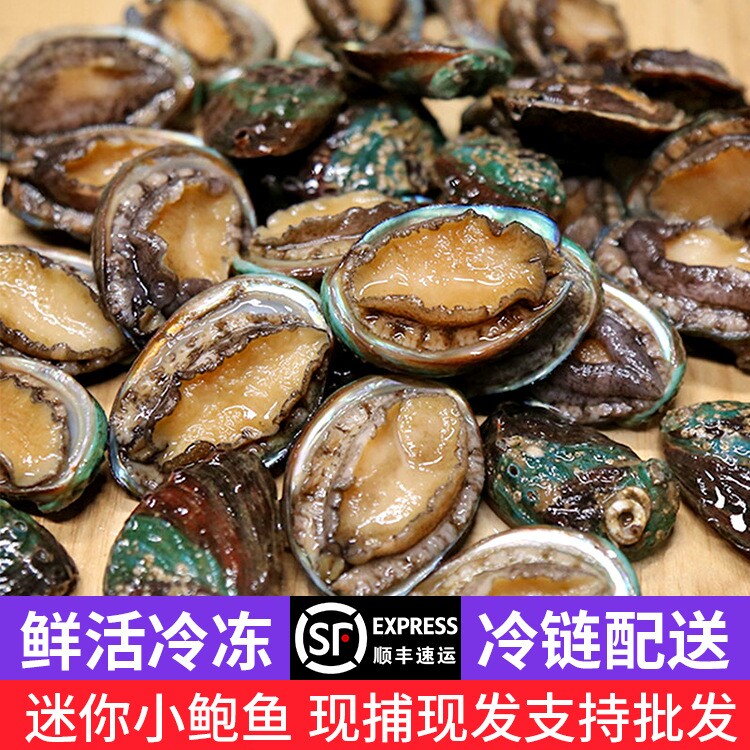 于小二鲍鱼活冻小鲍鱼麻辣炖汤海鲜食材新鲜美味家常菜原料鲍鱼