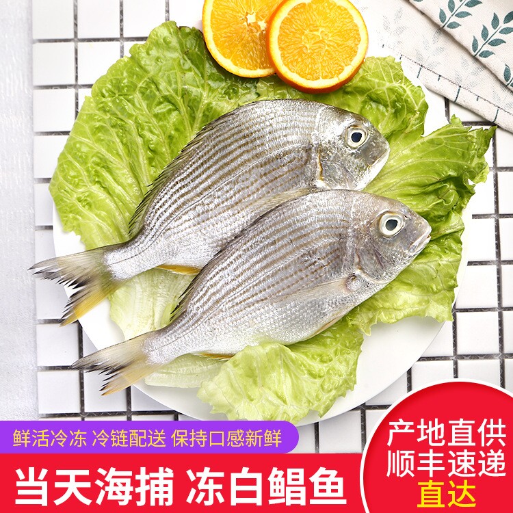 于小二黄翅鱼500g东山海鲜新鲜肉嫩黄鲷鱼优质海产鱼类白鲳鱼礼品
