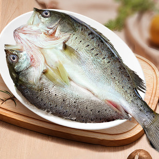 于小二开背鲈鱼七星鲈鱼去鳃去鳞去内脏净鱼鲜冻海鲈鱼水产商用鱼
