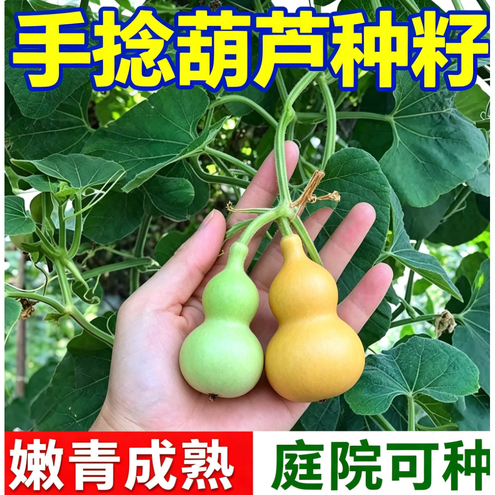 文玩手捻葫芦种子特小种籽美式小葫芦种籽春季四季特色蔬菜种子