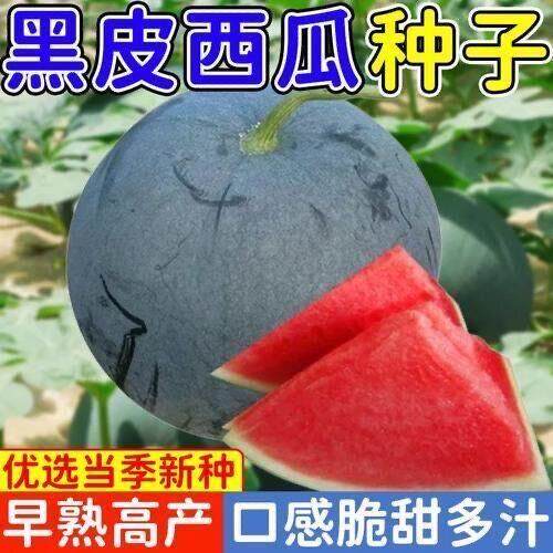 无籽西瓜种子黑皮红瓤特大懒汉超甜巨型无子西瓜水果种籽耐裂甜瓜