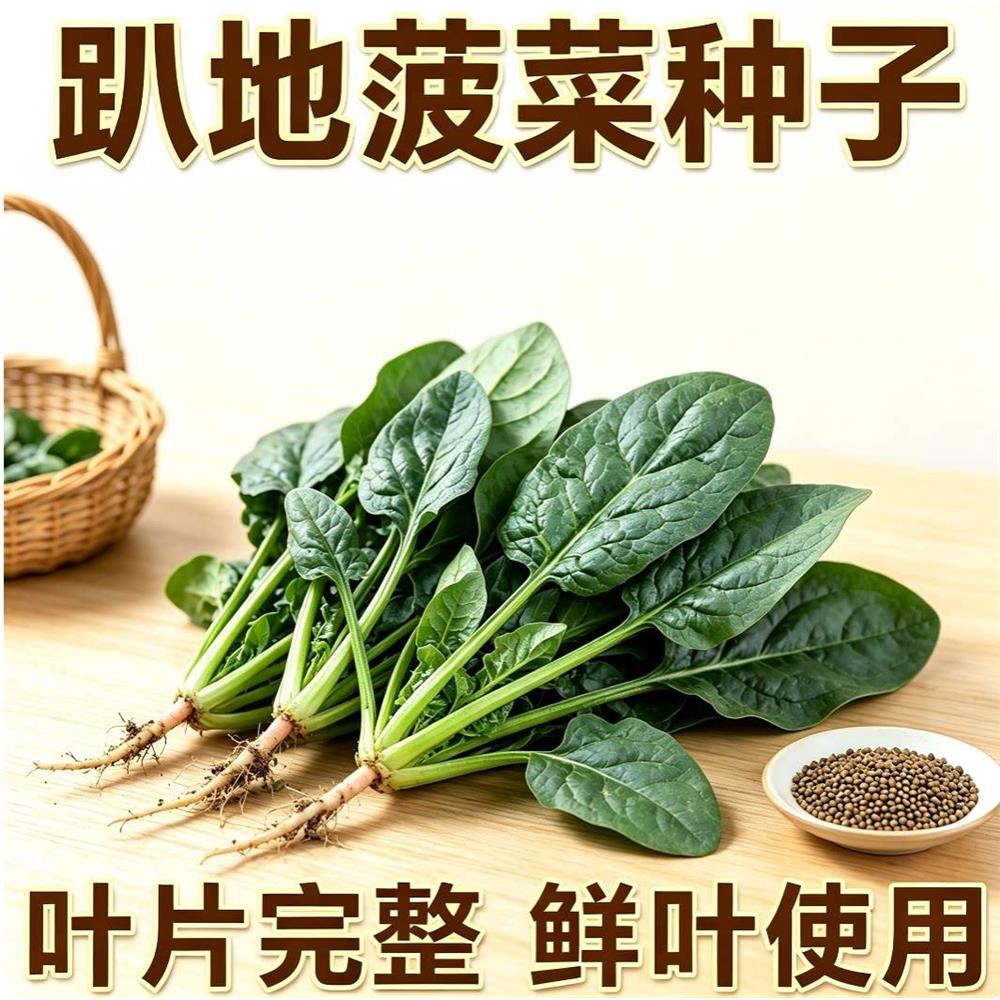 趴地笨菠菜种籽叶片圆润厚实园地花盆播种日常餐桌食用蔬菜菜籽