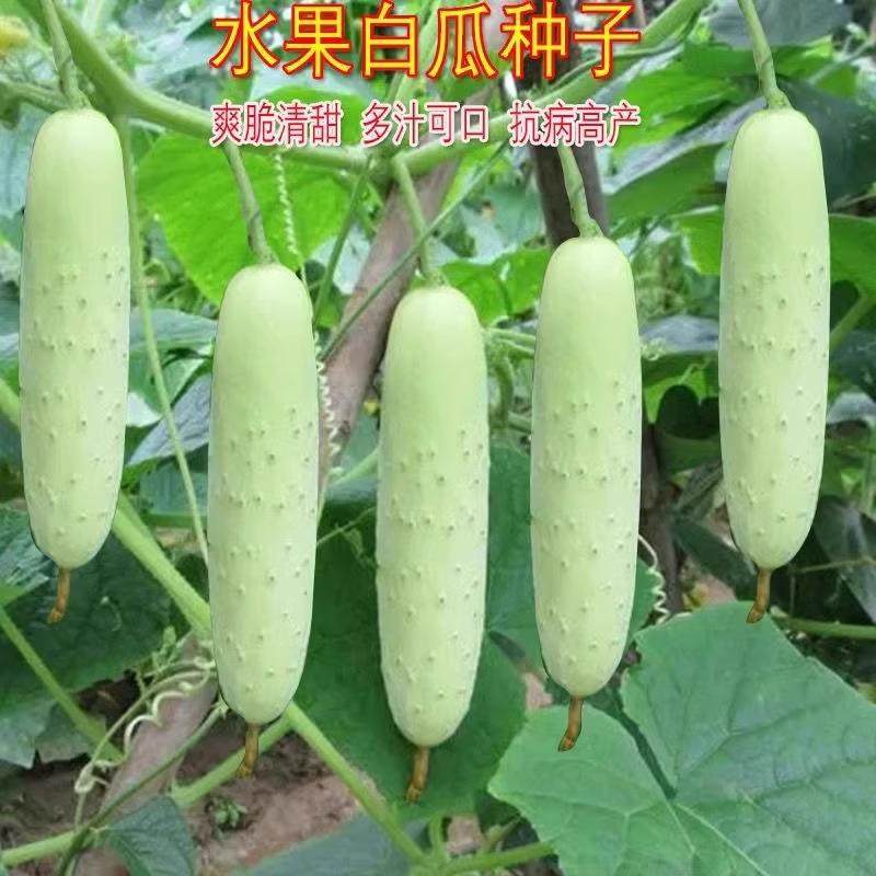 白黄瓜种子奶油黄瓜种子白皮水果黄瓜籽黄瓜本地白黄瓜白色小黄瓜