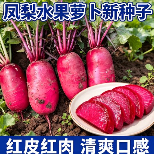 今年新品种凤梨水果萝卜种子生吃紫美人萝卜胭脂萝卜籽夏季可播种