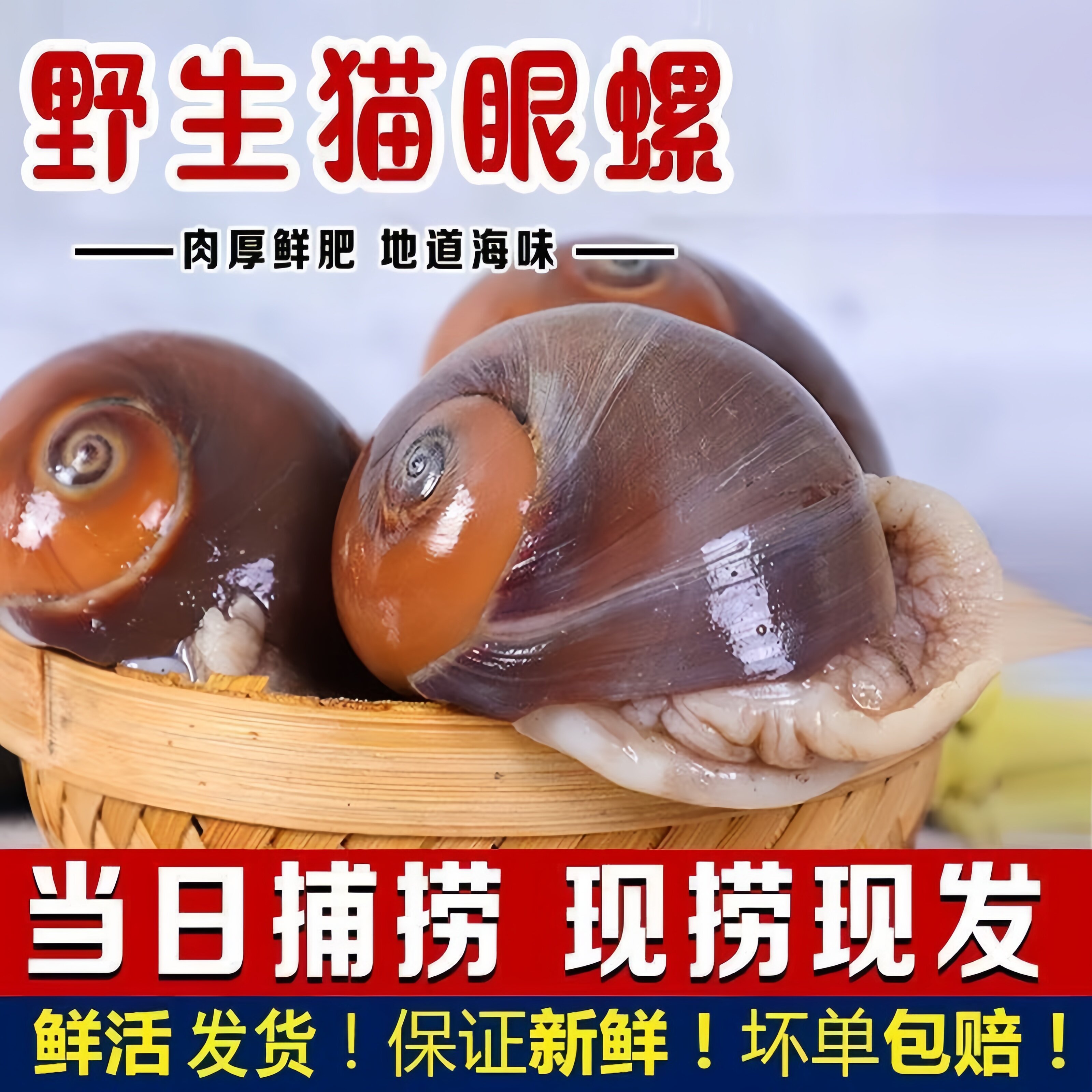 猫眼螺鲜活特大新鲜冷冻