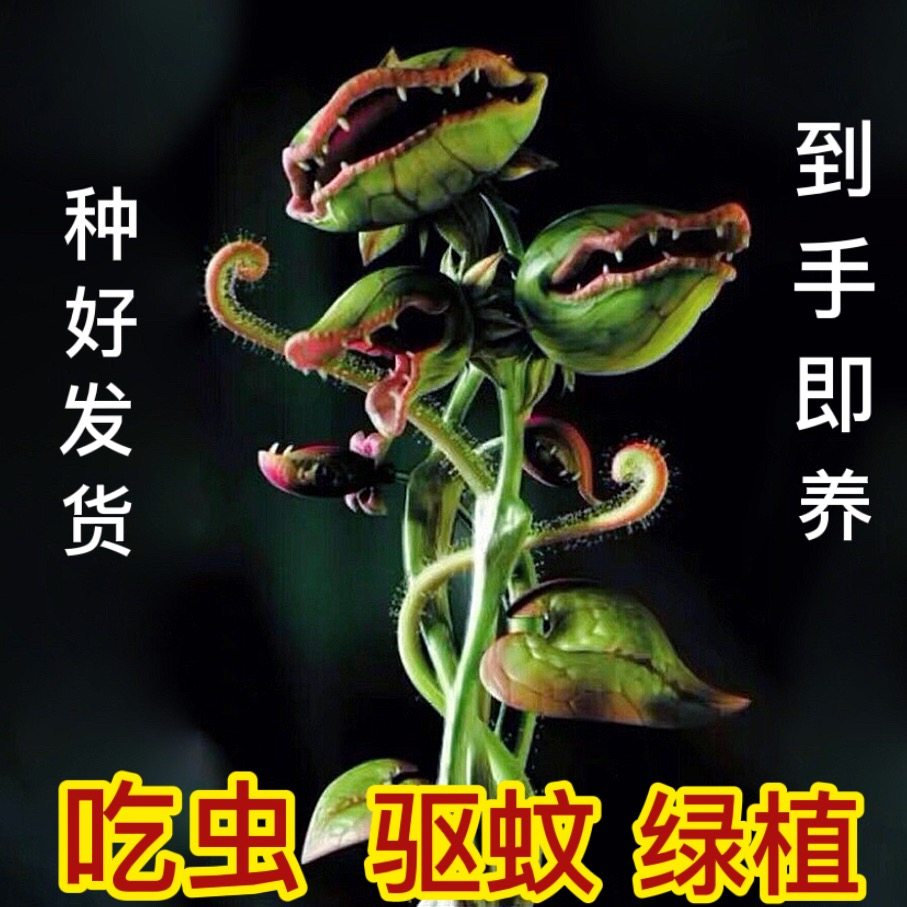 捕蝇草盆栽猪笼草大嘴超大食人花食虫植物