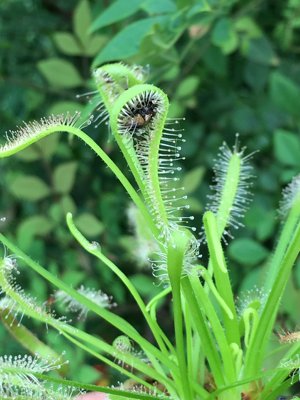 食人花粘液好望角食虫植物茅膏菜