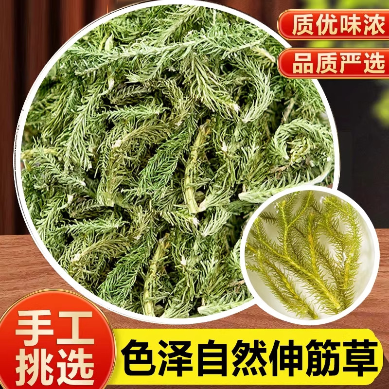 伸筋草中药材500克 舒筋草 通筋草泡脚生筋草石松狮子草小舒筋草