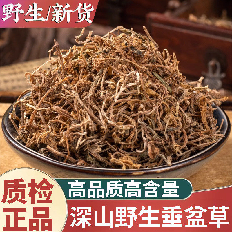 正品野生垂盆草新货中药材500g正宗干货食用垂盆草干垂盆草锤盆草