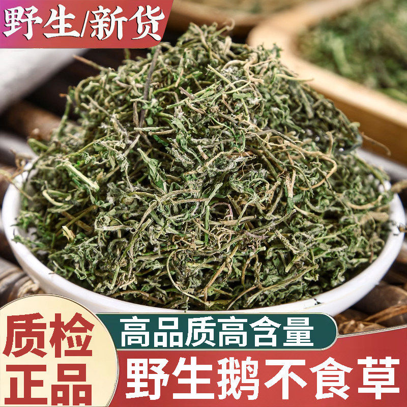 正品野生鹅不食草新货中药材500g正宗新鲜干货鹅不食草粉饿不食草