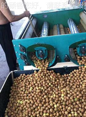 全自动机青皮核ONF桃去皮机家脱皮青核剥皮削皮剥壳机用小型桃可