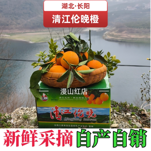 长阳清江伦晚橙现摘当季春橙5斤大果送礼整箱新鲜水果手剥甜橙子