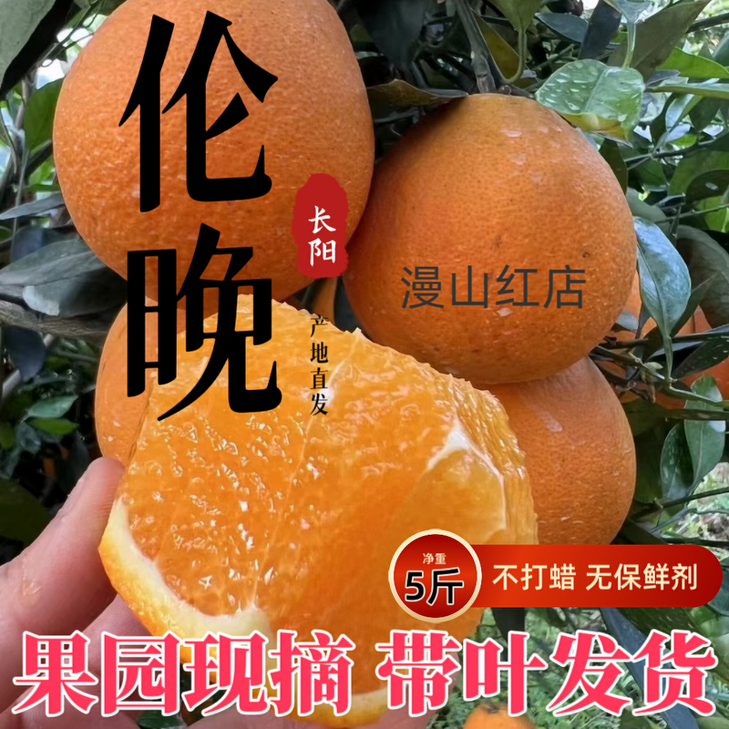 宜昌橙子长阳清江伦晚脐橙5斤装应季水果现摘新鲜橙子手剥橙彩箱