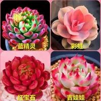 精品多肉植物組合盆栽大顆好養(yǎng)大盆肉肉植物稀有品種室內(nèi)花卉綠植