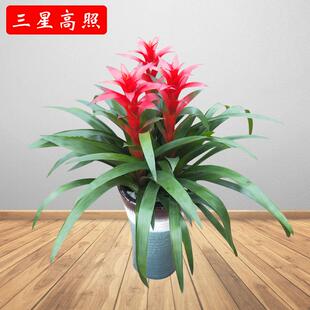 鸿运当头盆栽植物室内花好养客厅办公室绿植阳台花卉水培易活四季
