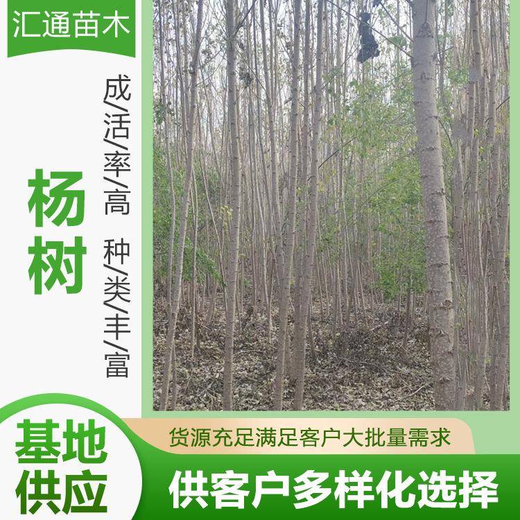 1—15公分速生杨树园林工程绿化苗木街道公路植树造林行道风景树