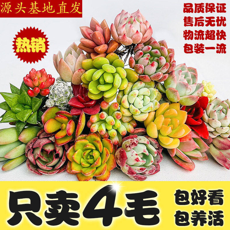多肉植物 多肉穴盘组合 公室肉肉植物拼盆DIY石莲花座多肉
