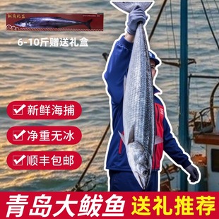 新鲜青岛大鲅鱼马鲛鱼燕鲅鱼特大鲅鱼鲅鱼新鲜冷冻送礼顺丰包邮