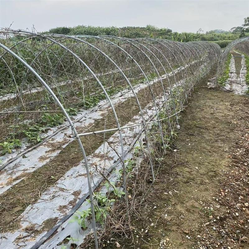 瓜棚管架毛节瓜苦瓜丝瓜豆角爬藤架菜园拱棚架花圃拱形架暖棚支架