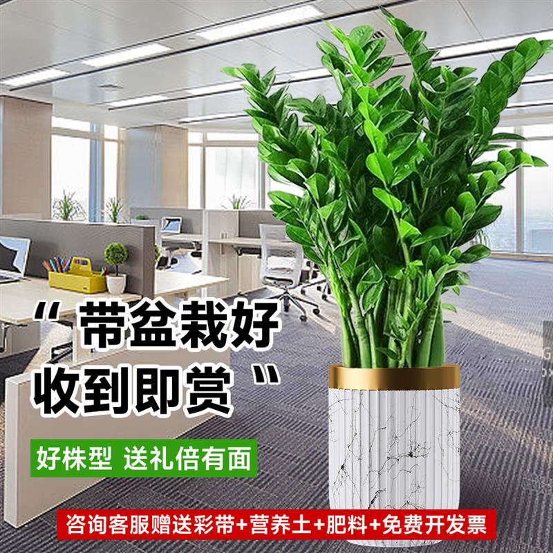 金钱树盆栽客厅大花盆旺宅树办公室内大型好养绿植物乔迁摇钱串子