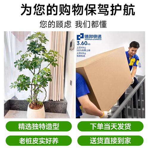 造型鸭脚木客厅大盆栽鸭掌木鹅掌柴绿植室内大型落地四季常青植物