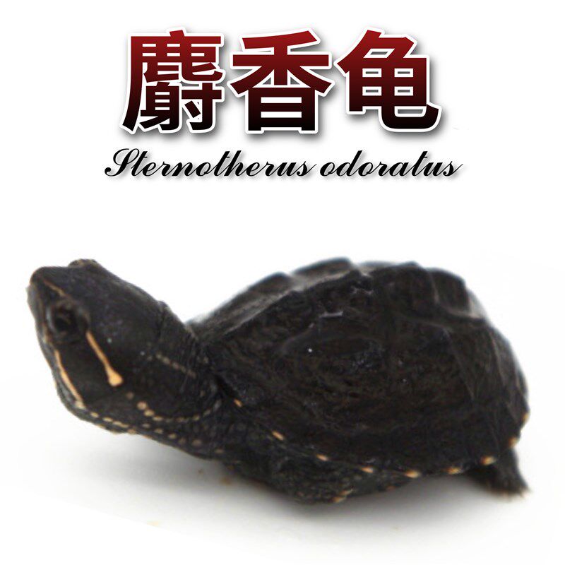 麝香龟活物深水鱼缸混养龟迷你蛋龟苗小乌龟活体桌面宠物观赏水龟