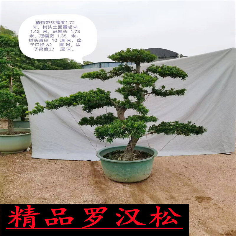 精品罗汉松树苗盆景老桩造型盆栽绿花卉植物办公室内客厅庭院好养