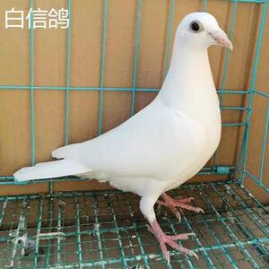 信鸽活体红二线鸽青年鸽活体鸽子银王鸽幼鸽苗原配种鸽赛鸽子活物