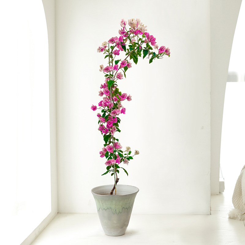三角梅盆栽四季开花室内阳台庭院藤木绿植渐变粉花卉盆栽耐旱好养