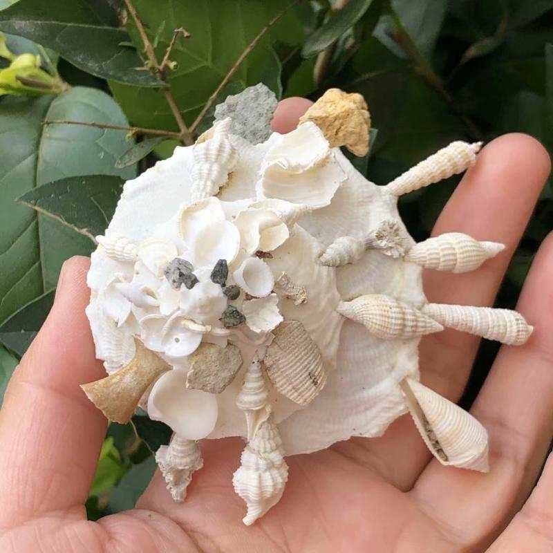 天然海螺贝壳扶轮螺鱼缸水族地台造景创意摆件天然缀螺白色海螺小