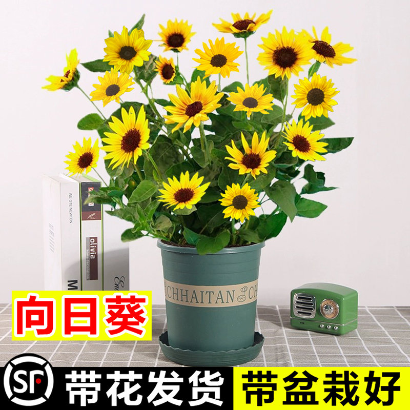 向日葵盆栽带花四季开花光辉岁月太阳花苗好养活室内花卉绿植