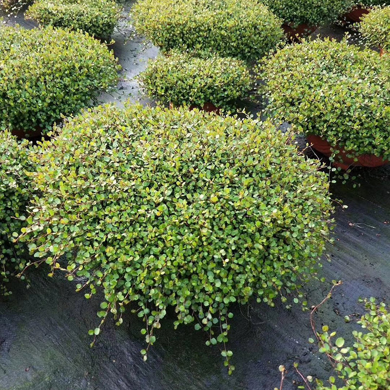 360千叶兰黄金络石花叶络室外大型垂吊植物大吊兰盆栽室外大
