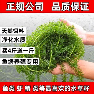 鱼塘水草种子孑籽苦草伊乐藻轮叶黑藻依专真养殖草鱼虾蟹净化