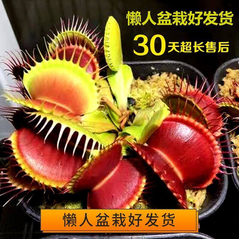 捕蝇草盆栽苗猪笼草植物食人花扑蝇草捕虫草驱蚊花卉食人鱼客厅