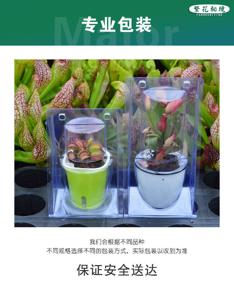 товар из китая 茅膏菜迷你桌面盆栽超大捕蝇草绿植耐阴食人花驱蚊草粘虫子蚊子