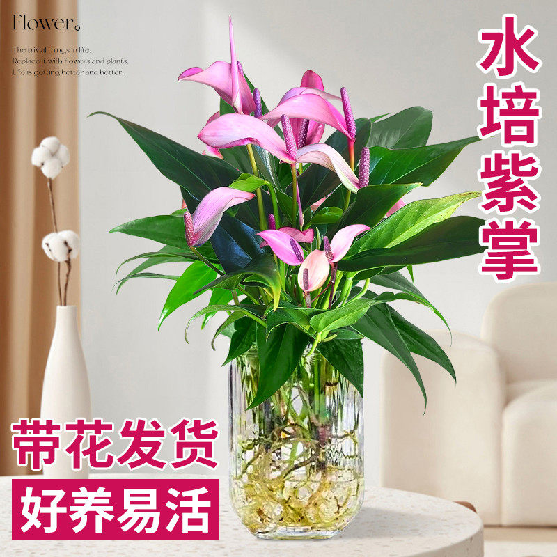 紫掌水培植物盆栽带花香妃齐祖红掌一帆风顺白掌花卉室内好养绿植