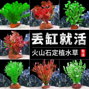 水草鱼缸造景真草火山石净化水质增氧专用九冠蜈蚣草绿菊水培
