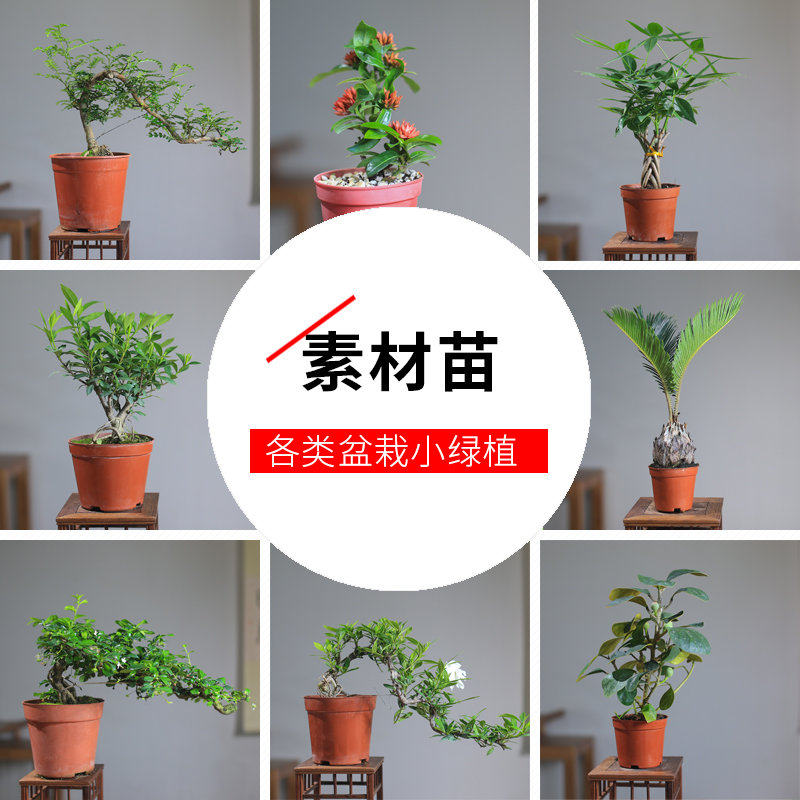 小叶赤楠紫檀六月雪盆景发财树盆栽文竹苗室内造景微景观苔藓