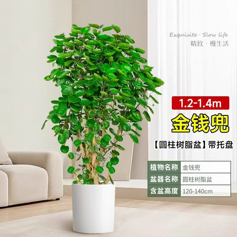 金钱兜发财树客厅室内大型绿植盆栽金钱树圆叶福禄桐落地植物真花