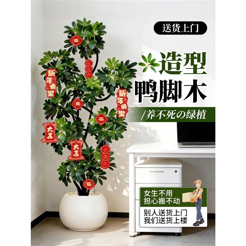 鸭脚木客厅大盆栽绿植高级感室内大型植物好养旺宅鸭掌木落地盆景