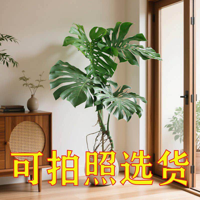 龟背竹客厅大盆栽老桩大叶仙龟高级真植物大型室内办公室落地绿植