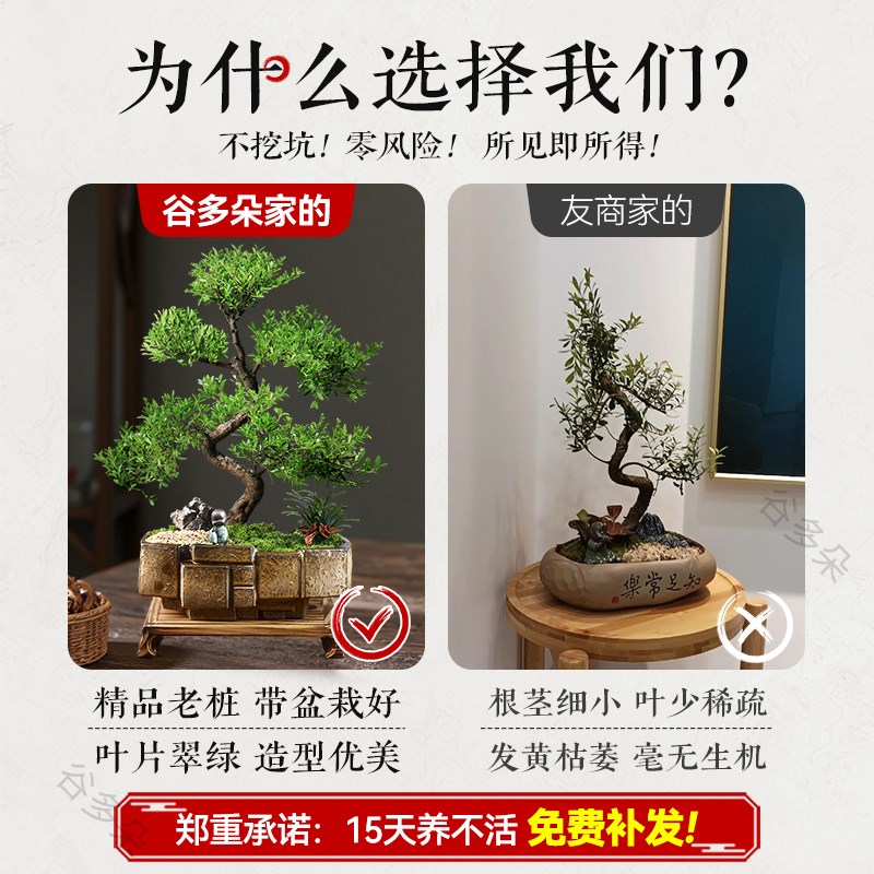 造型金丝楠木盆景室内绿植盆栽老桩客厅办公客厅桌面植物摆件礼品