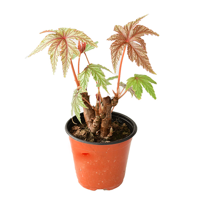 狮鹰秋海棠 Begonia Gryphon  网红室内绿植盆栽