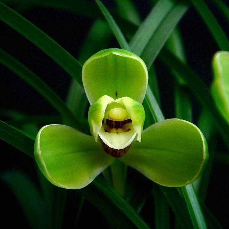 春兰宋梅名贵兰花苗盆栽带花苞四季室内花卉绿植盆栽建兰墨兰蕙兰